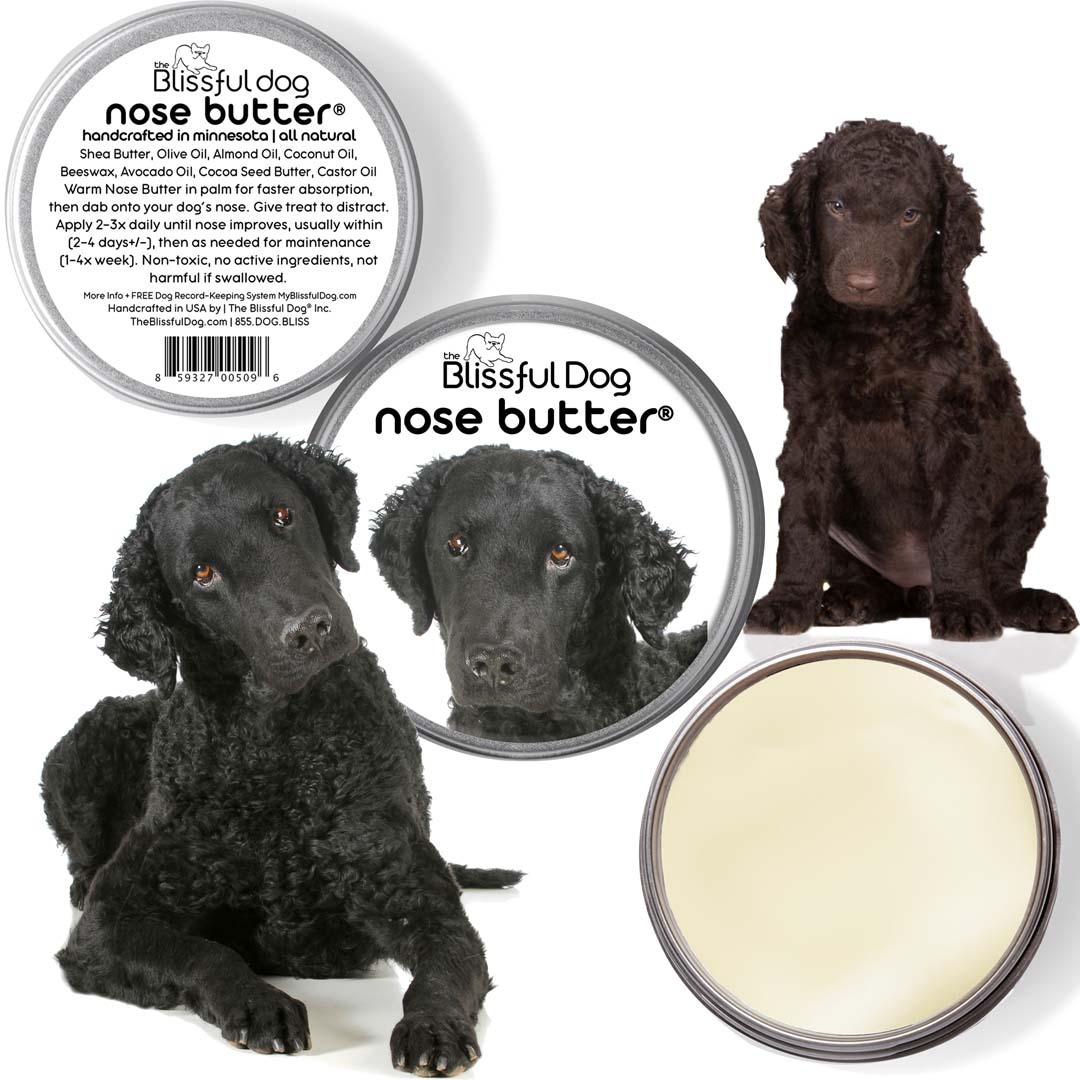 Curly-Coated Retriever has dry nose